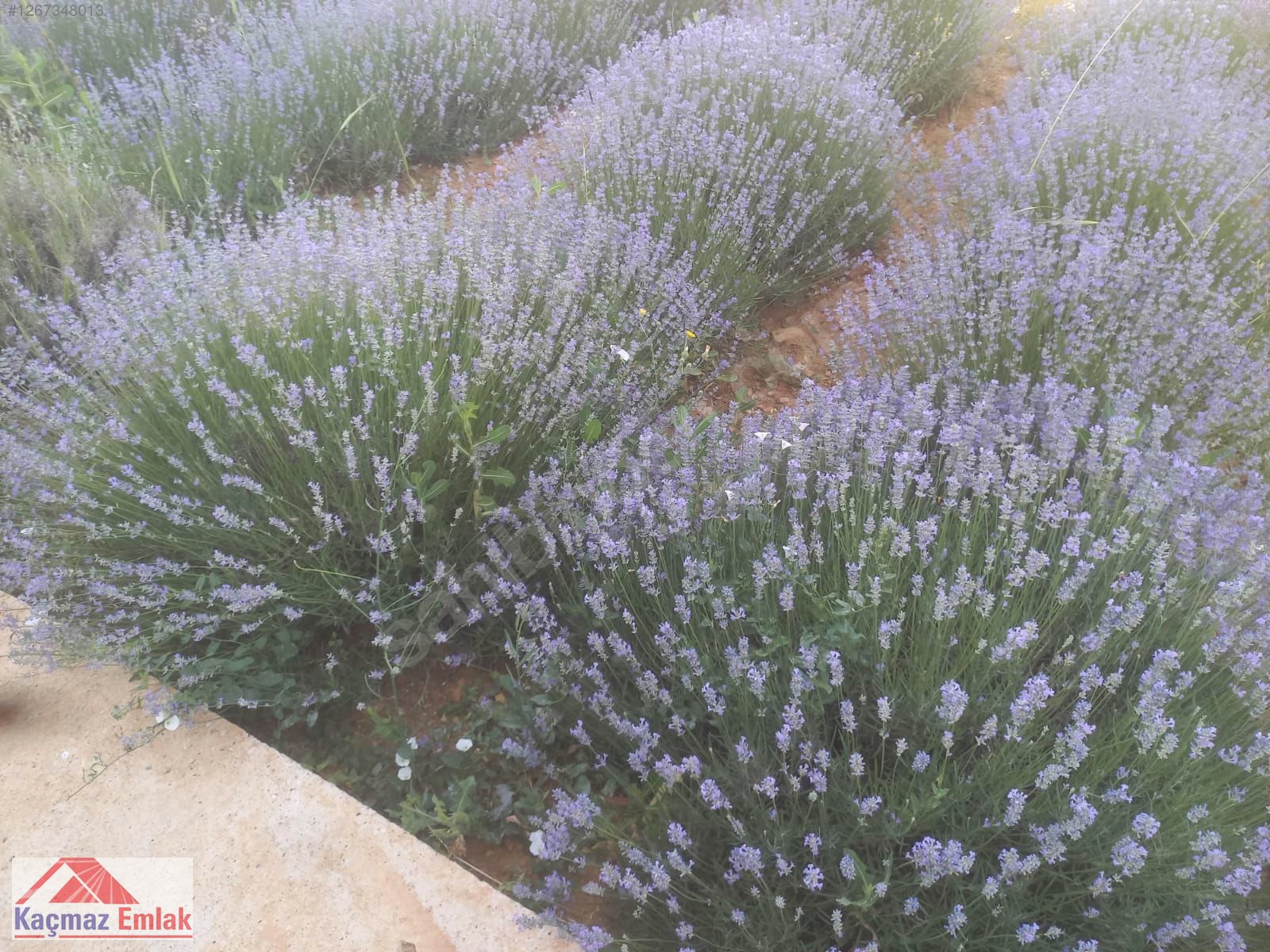 Fotoğraf